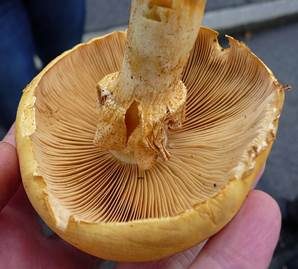 Goldfarbener Glimmerschüppling, Foto 5