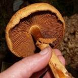 Goldfarbener Glimmerschüppling, Foto 33