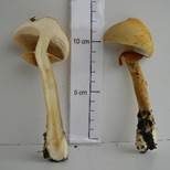 Goldfarbener Glimmerschüppling, Foto 36