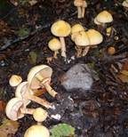 Goldfarbener Glimmerschüppling, Foto 40