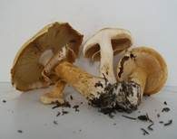 Goldfarbener Glimmerschüppling, Foto 41