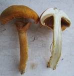 Goldfarbener Glimmerschüppling, Foto 47