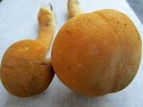 Goldfarbener Glimmerschüppling, Foto 48