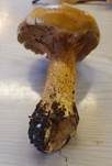 Goldfarbener Glimmerschüppling, Foto 53