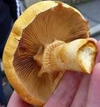 Goldfarbener Glimmerschüppling, Foto 8