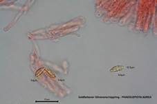 Goldfarbener Glimmerschüppling, Foto 62