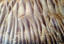 Goldfarbener Glimmerschüppling, Foto 64