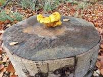 Goldfellschüppling, Foto 21
