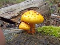 Goldfellschüppling, Foto 9