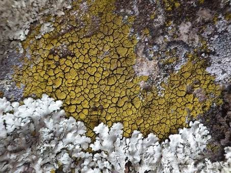 Goldflechte, Foto 4
