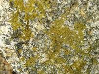 Goldflechte, Foto 5