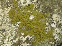 Goldflechte, Foto 6
