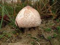 Ackerschirmpilz, Foto 12