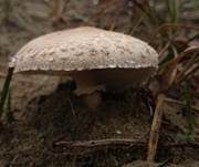 Ackerschirmpilz, Foto 15
