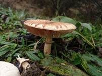 Ackerschirmpilz, Foto 18