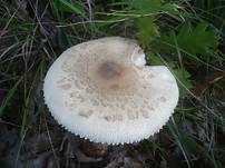Ackerschirmpilz, Foto 21