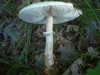 Ackerschirmpilz, Foto 22