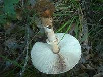 Ackerschirmpilz, Foto 23