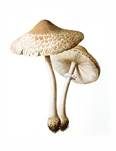 Ackerschirmpilz, Foto 24