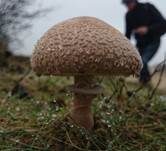 Ackerschirmpilz, Foto 10