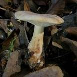 Goldflüssiger Milchling, Foto 7