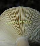 Goldflüssiger Milchling, Foto 8