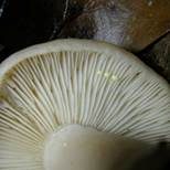 Goldflüssiger Milchling, Foto 11
