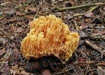 Goldgelbe Koralle, Foto 13