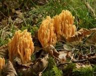 Goldgelbe Koralle, Foto 8