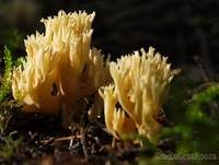 Goldgelbe Koralle, Foto 10