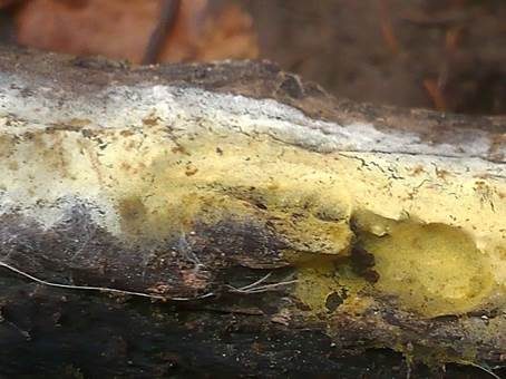 Goldgelbe Pilzmembrane, Foto 2