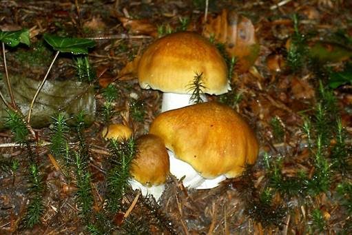 Goldgelber Ritterling, Foto 2