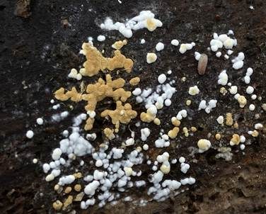 Goldgelbe Traubenbasidie, Foto 2