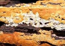 Goldgelbe Traubenbasidie, Foto 12