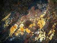 Goldgelbe Traubenbasidie, Foto 14