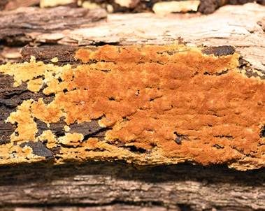 Goldgelbe Traubenbasidie, Foto 5