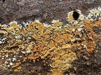 Goldgelbe Traubenbasidie, Foto 6