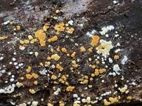 Goldgelbe Traubenbasidie, Foto 7
