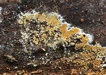 Goldgelbe Traubenbasidie, Foto 9