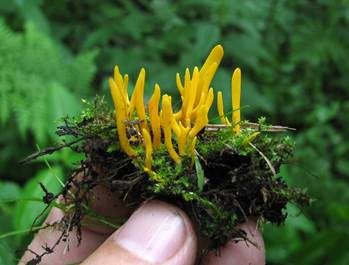 Goldgelbe Wiesenkeule, Foto 3