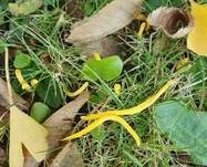 Goldgelbe Wiesenkeule, Foto 16