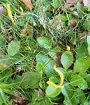 Goldgelbe Wiesenkeule, Foto 19