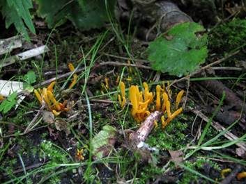 Goldgelbe Wiesenkeule, Foto 4