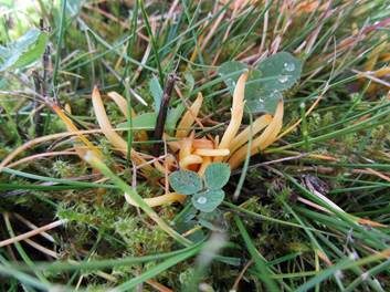 Goldgelbe Wiesenkeule, Foto 5