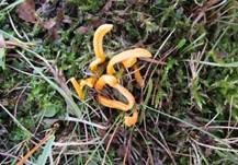 Goldgelbe Wiesenkeule, Foto 7