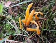 Goldgelbe Wiesenkeule, Foto 8