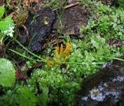Goldgelbe Wiesenkeule, Foto 10