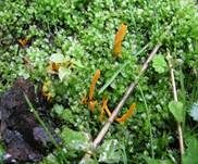 Goldgelbe Wiesenkeule, Foto 11