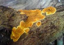 Goldgelber Fältling, Foto 6