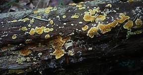 Goldgelber Fältling, Foto 7